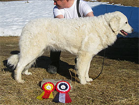 Ungarsk kuvasz sales